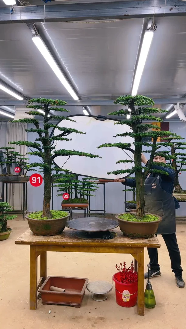 【闪购商品】精品盆景  一物一拍