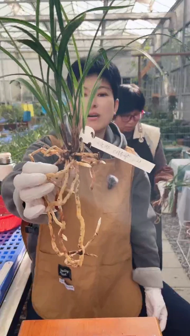 当前无花朵，栽培后可花朵同**在惜春，，，同爱同在