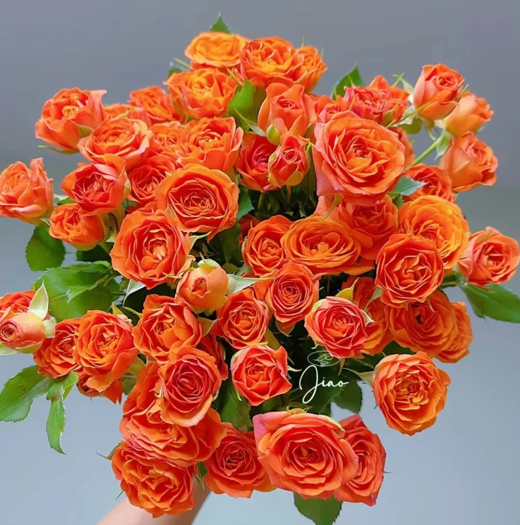 1单【包邮】橙芭比多头玫瑰 云南昆明基地直发零度以下需要拍保温棉