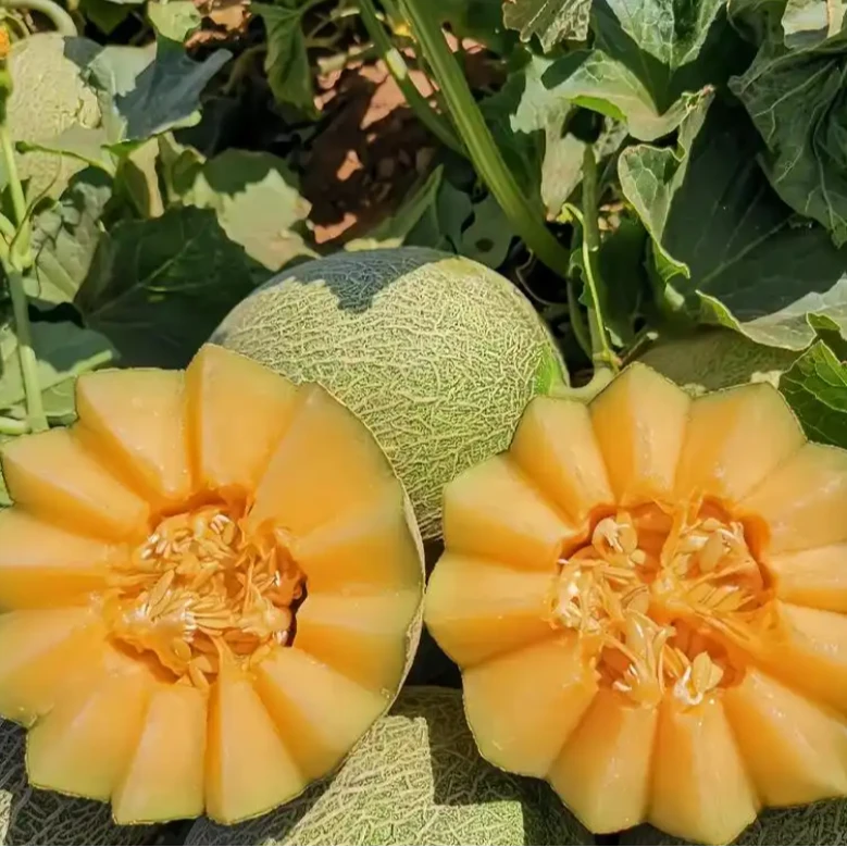 【次日达】正宗新疆产地哈密瓜2斤-3斤不甜不要钱（京东包邮到家）