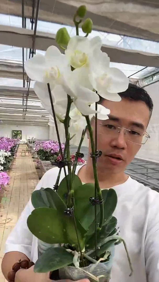 完全开放阿玛1棵
