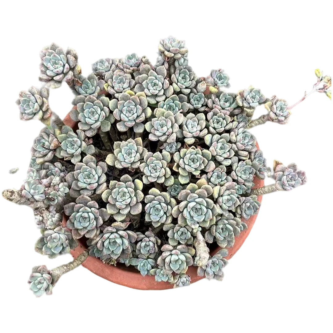 粉布偶脱土多肉植物室内绿植净化空气