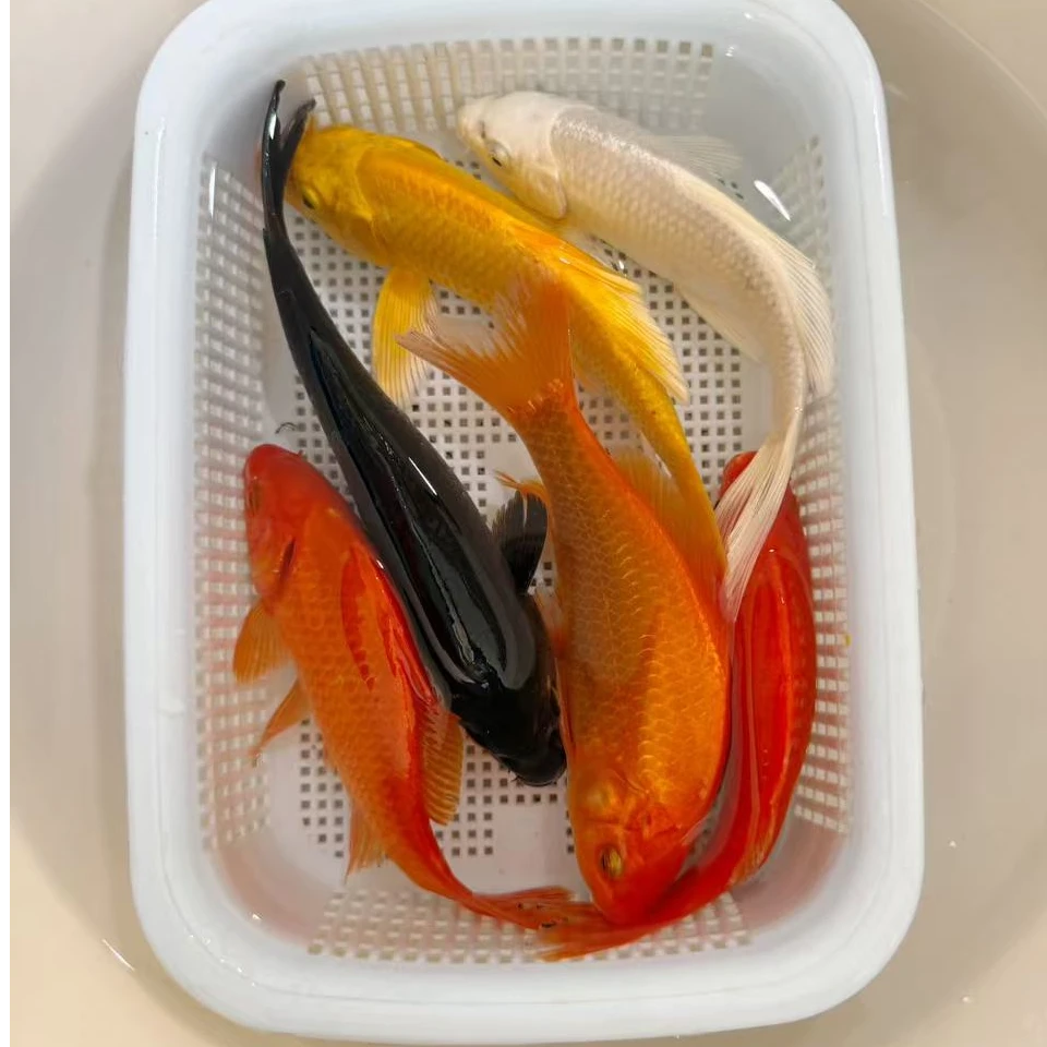 【3红1黄1白1黑】10-13公分冷水鱼活体观赏鱼锦鲤鱼包邮