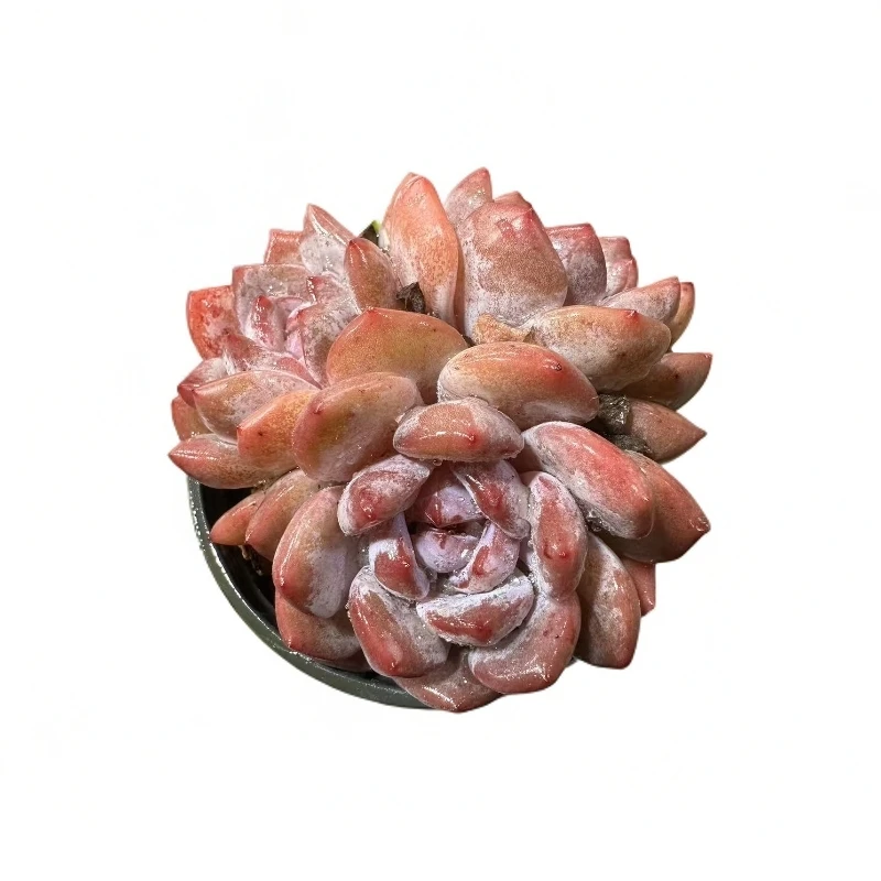 群生星星橙（任意两单包邮）