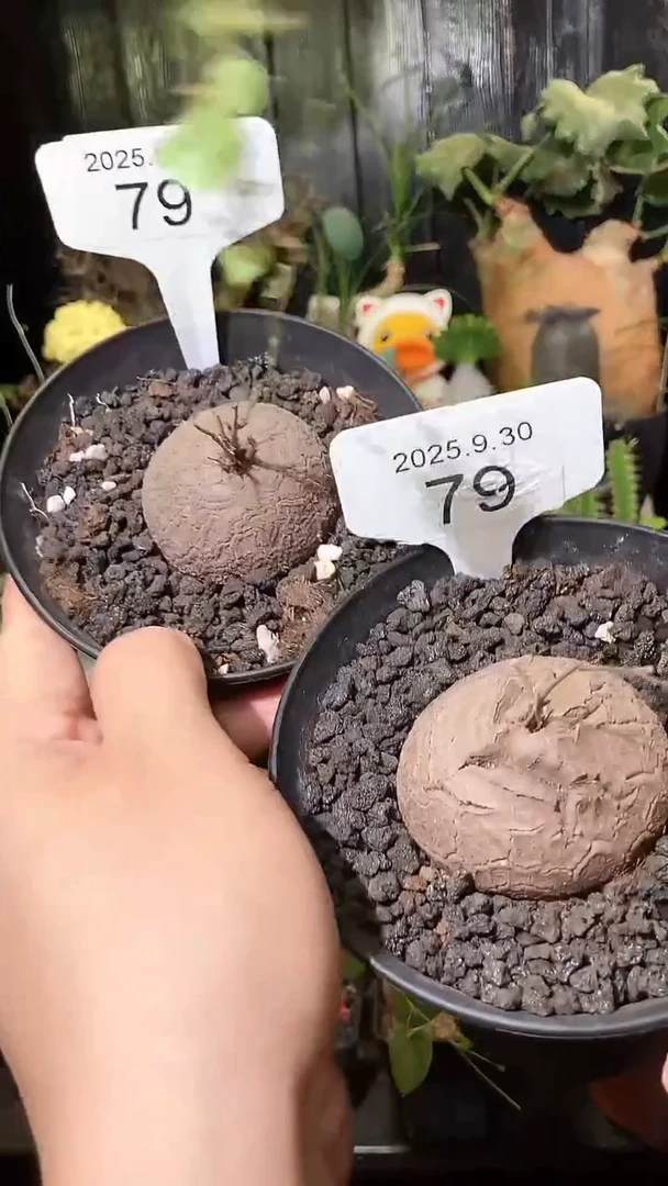 79号930福利南非龟甲龙买1个送1个