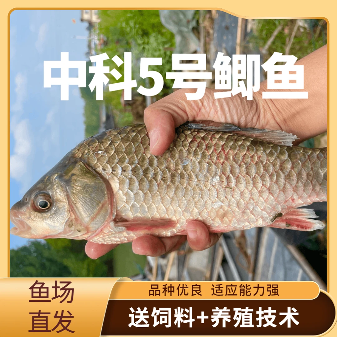 中科5号鲫鱼 麻鲫鱼 大阪鲫鱼 饲料鱼