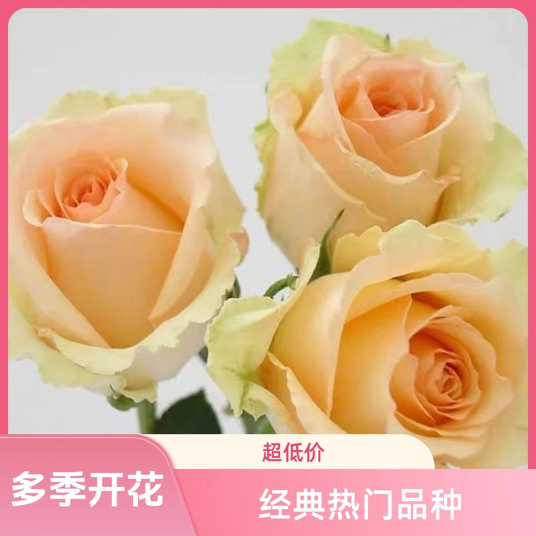 蜜桃雪山(雅奇花园)香槟玫瑰月季盆栽花苗多季开花