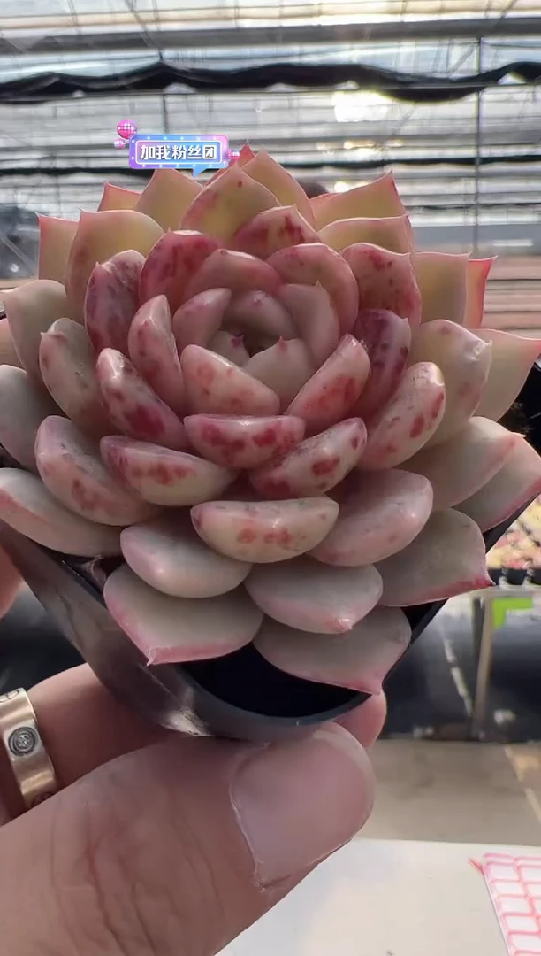 【闪购商品】新款多肉-24