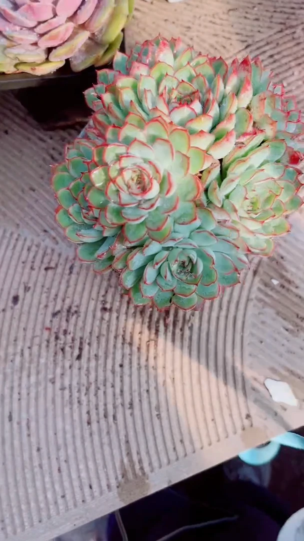 花***宿多肉植物一物一拍14041