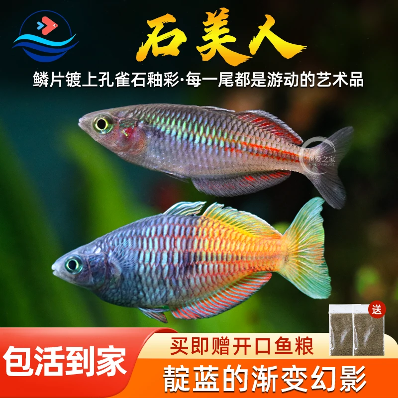 石美人鱼草缸饲养观赏鱼活体红苹果美人鸽子电光美人刚果美人鱼苗