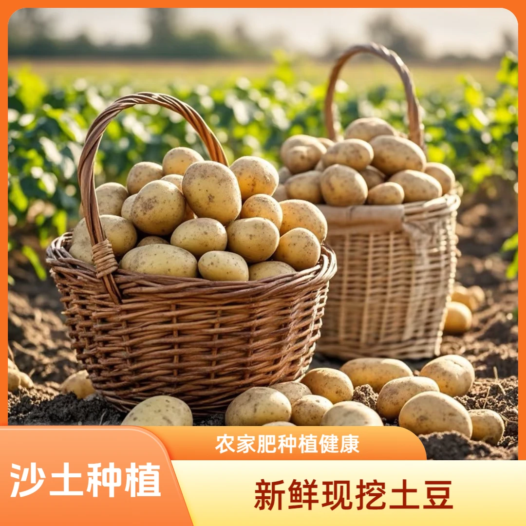 【2025新土豆】云南新土豆农家高山黄皮土豆新鲜洋芋马铃薯