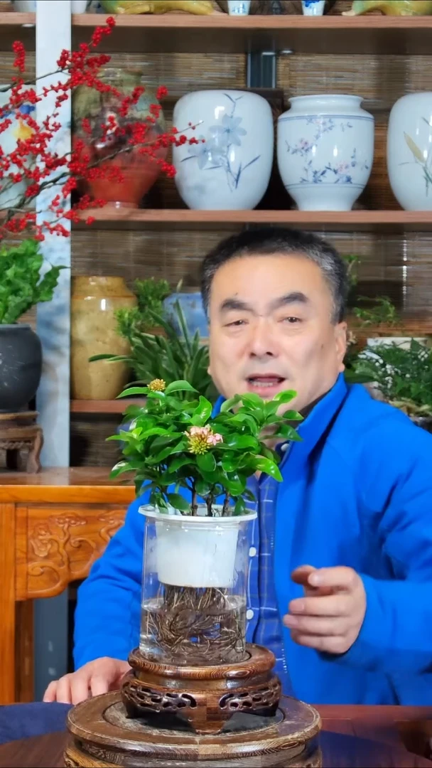 无花朵吶****灬水之韵水培龙船花