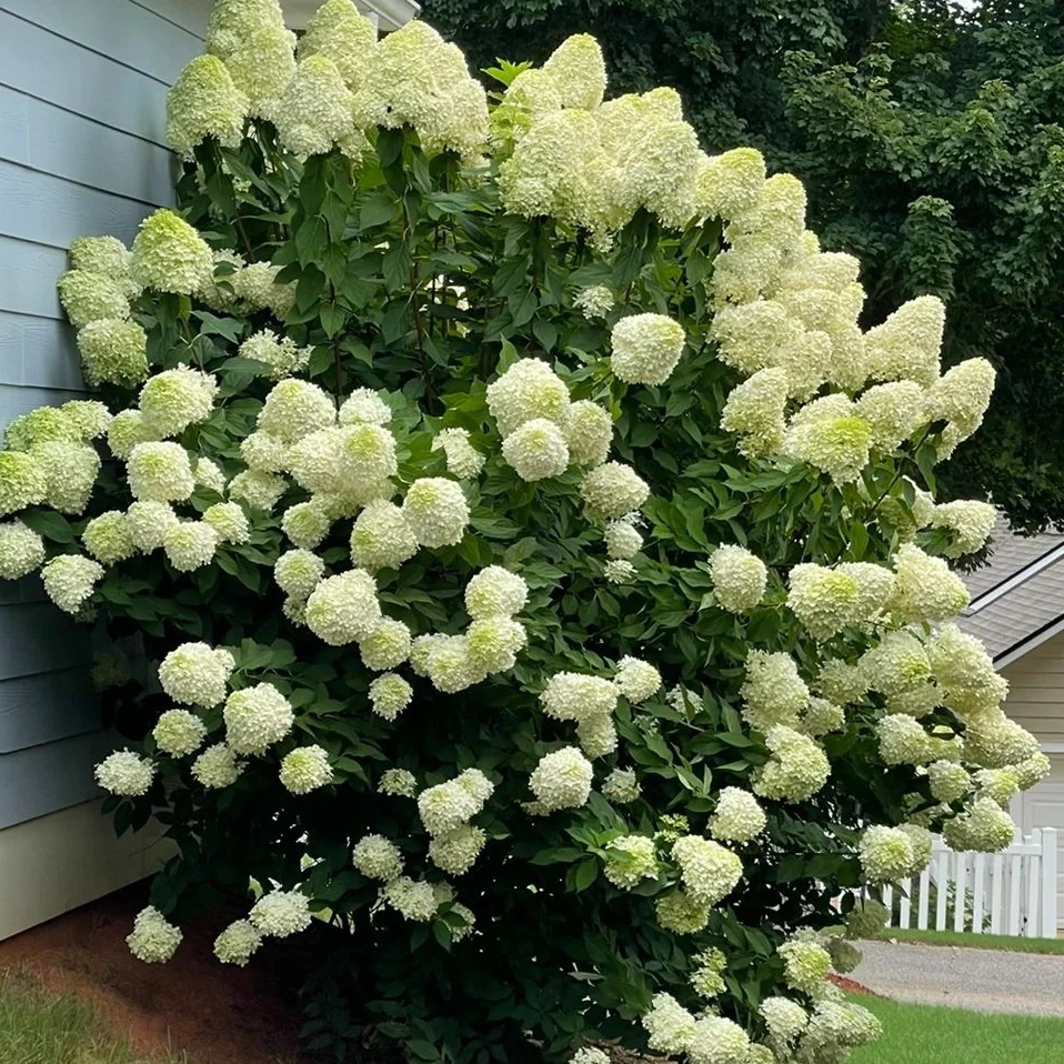 [圆锥绣球 石灰灯] 1盆2加仑 花卉庭院别墅观赏植物地栽耐寒耐热