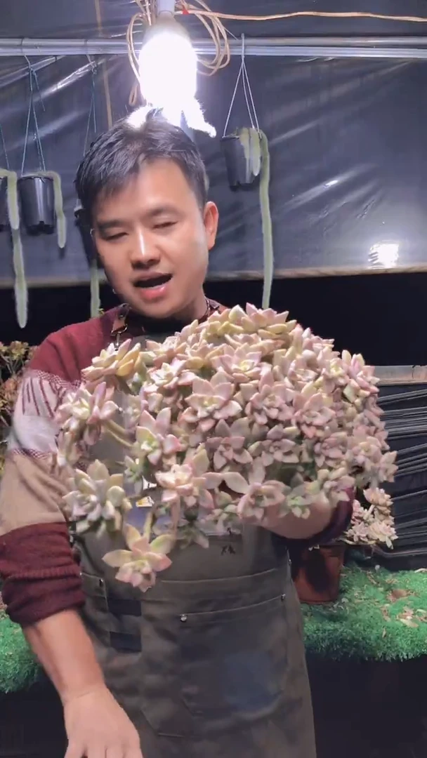 104淡雪缀化一物一拍