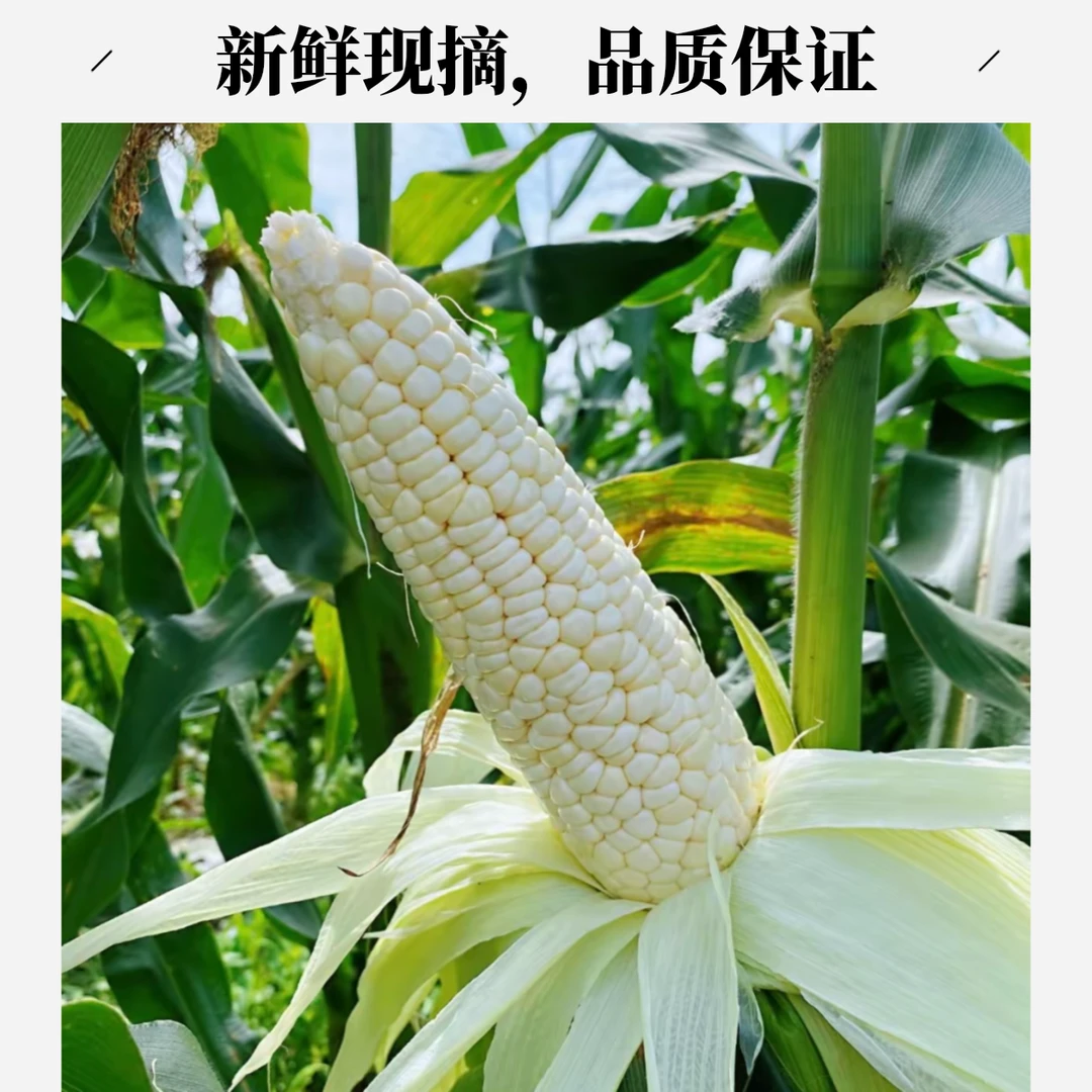 【次日达】仙女山玉米 新鲜采摘 现摘现发5斤9斤包邮仙女山小甜糯·重庆市