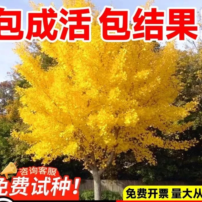 银杏树苗金叶白果活苗别墅庭院绿化苗木银杏大树行道树南北方种植