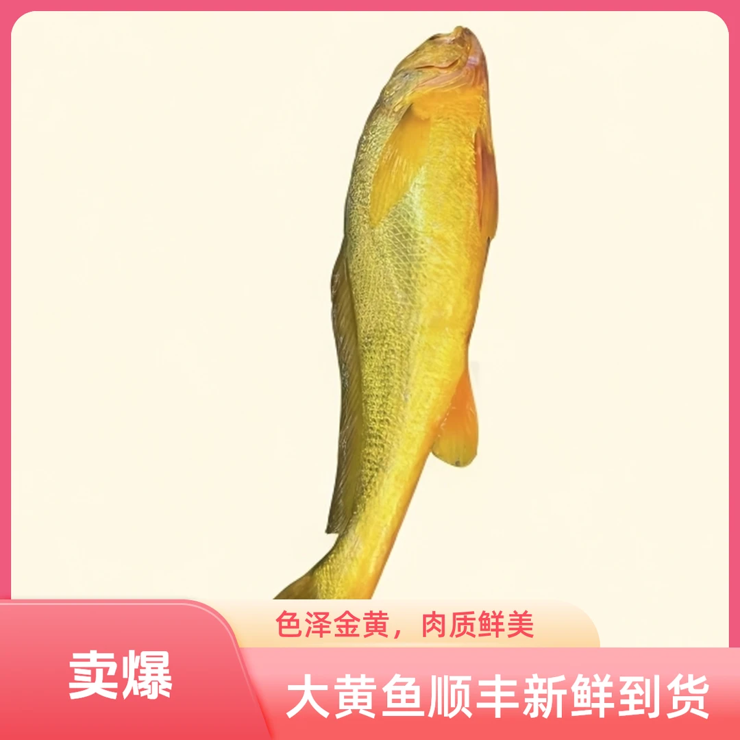 海中软黄金[大黄鱼]     厦门发货  顺丰新鲜到家