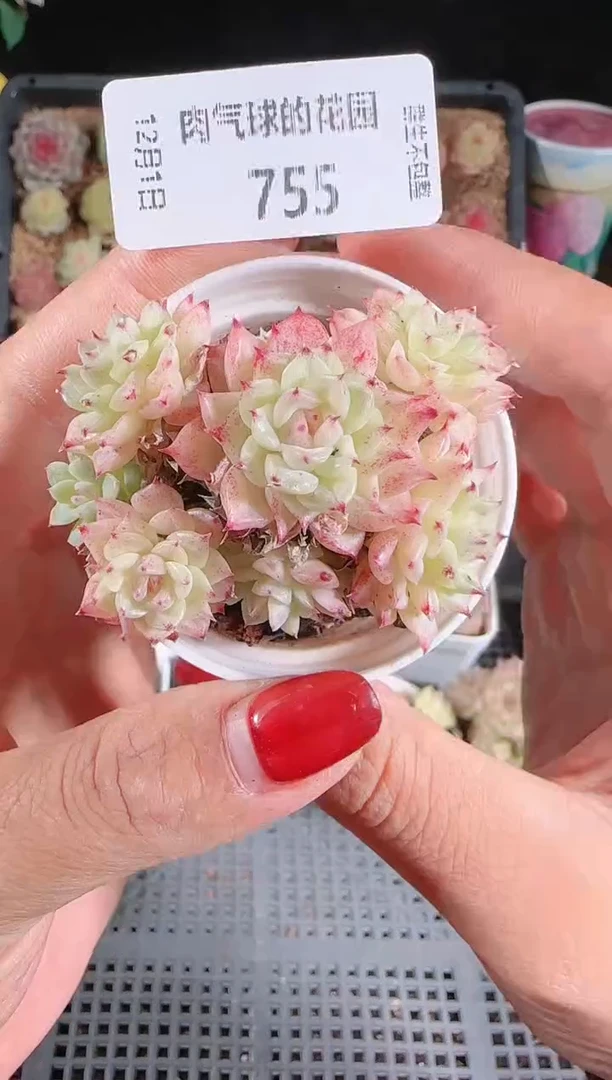 1201-755多肉群生不包整