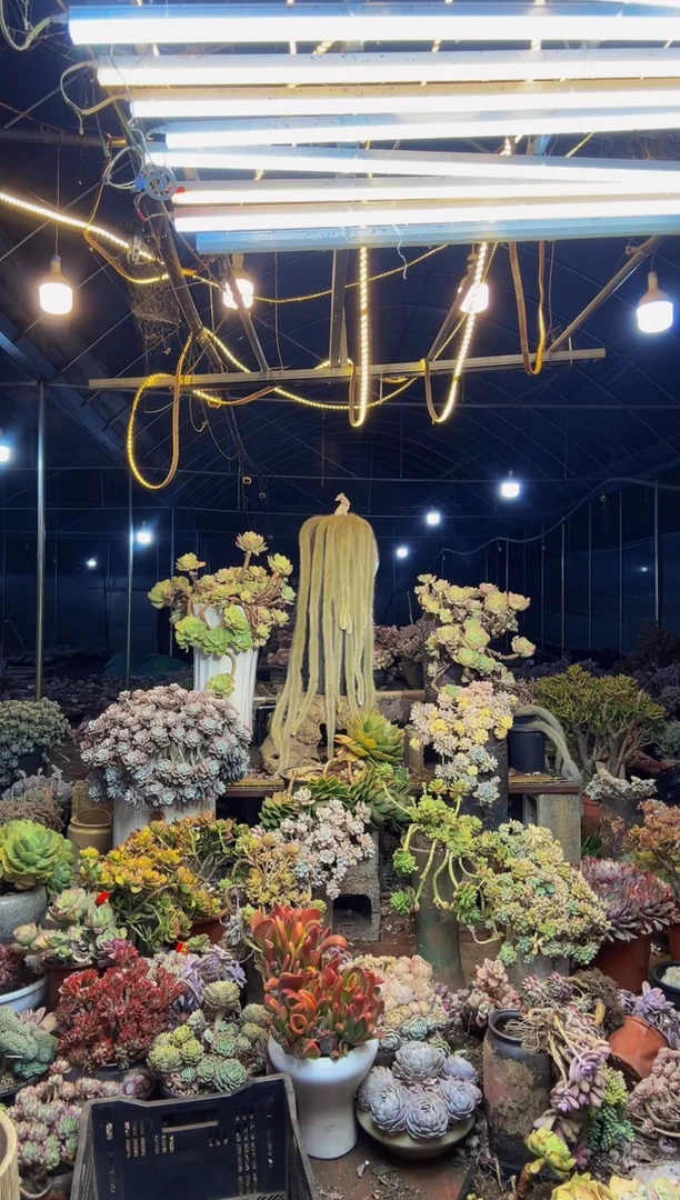 【闪购商品】54号一物一拍默认微瑕不售后