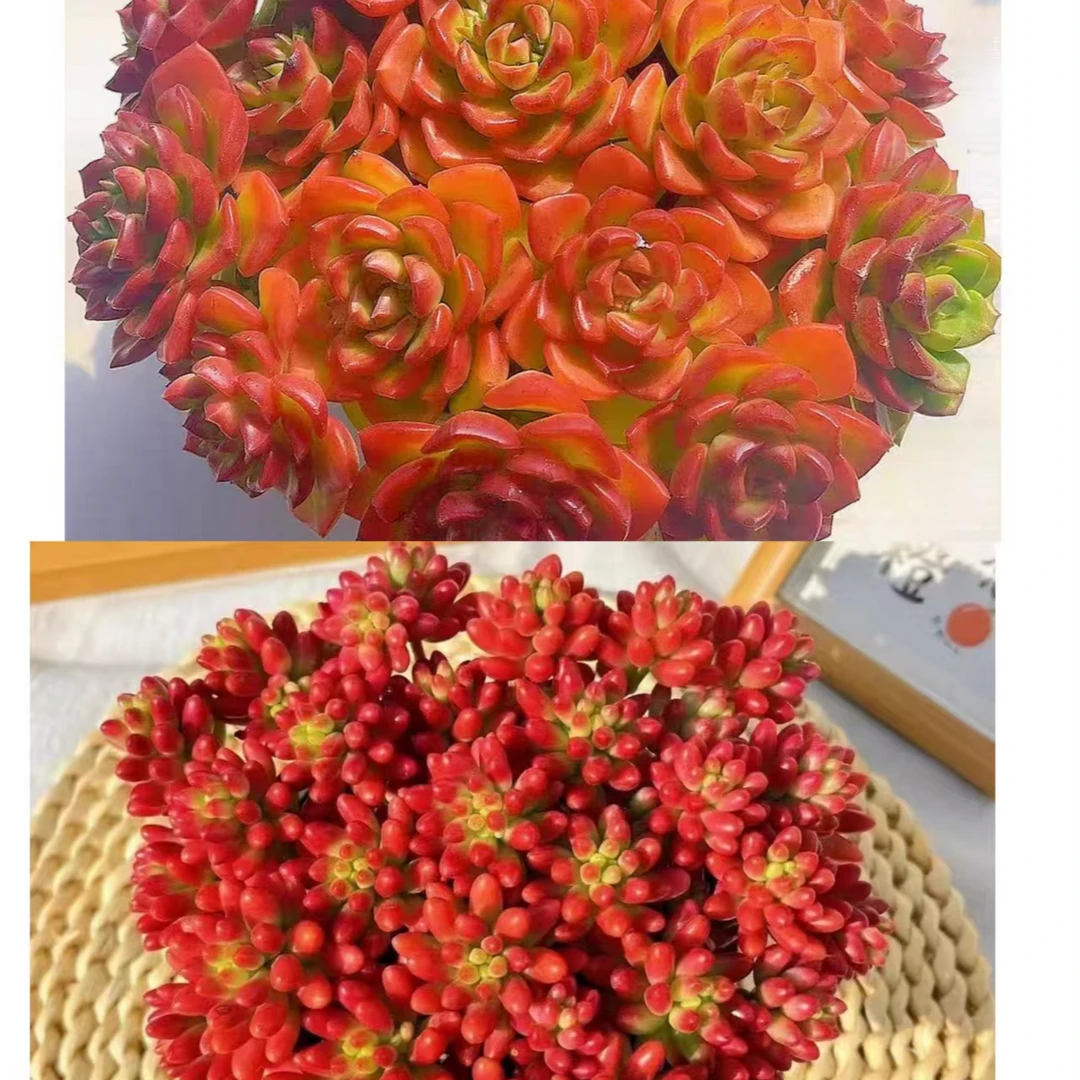 {转运珠+蒂亚} 带盆土发  新手好养活 室内外养 金喜多肉