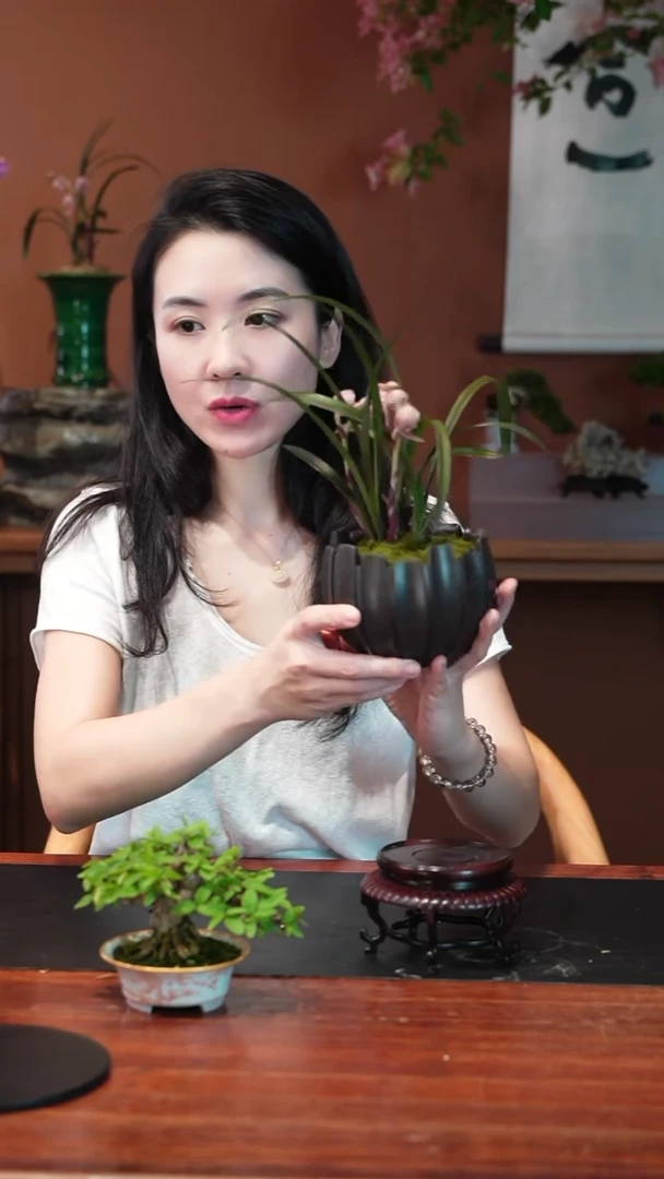 无花朵红草红荷盆景盆景盆景