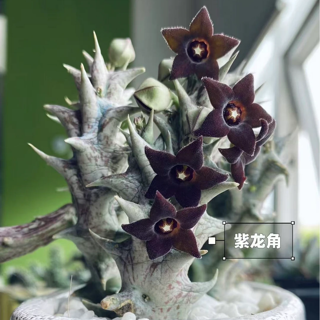 （凑15发）紫龙角多肉盆栽开花萝藦科 单颗裸根高度不低于5CM