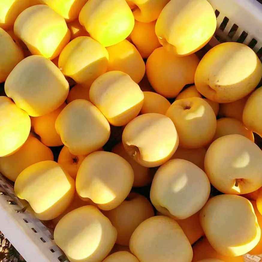 青岛牧果维纳斯黄金苹果施有机肥有斑更甜85果-70果