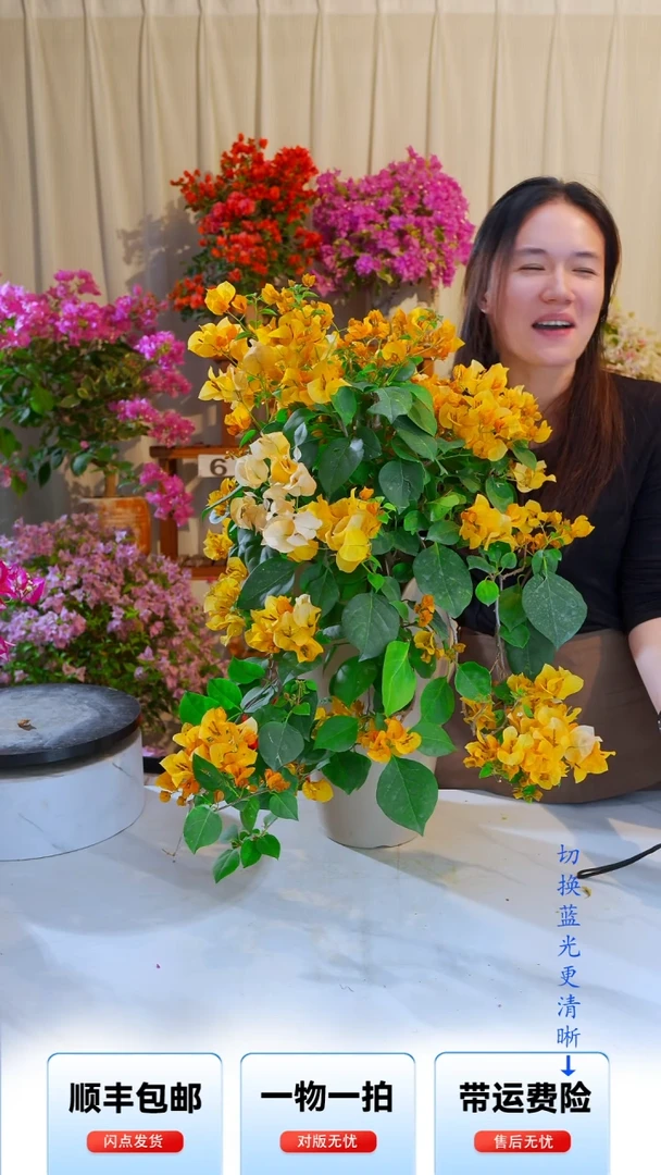 大部分开放少量花苞加州黄金