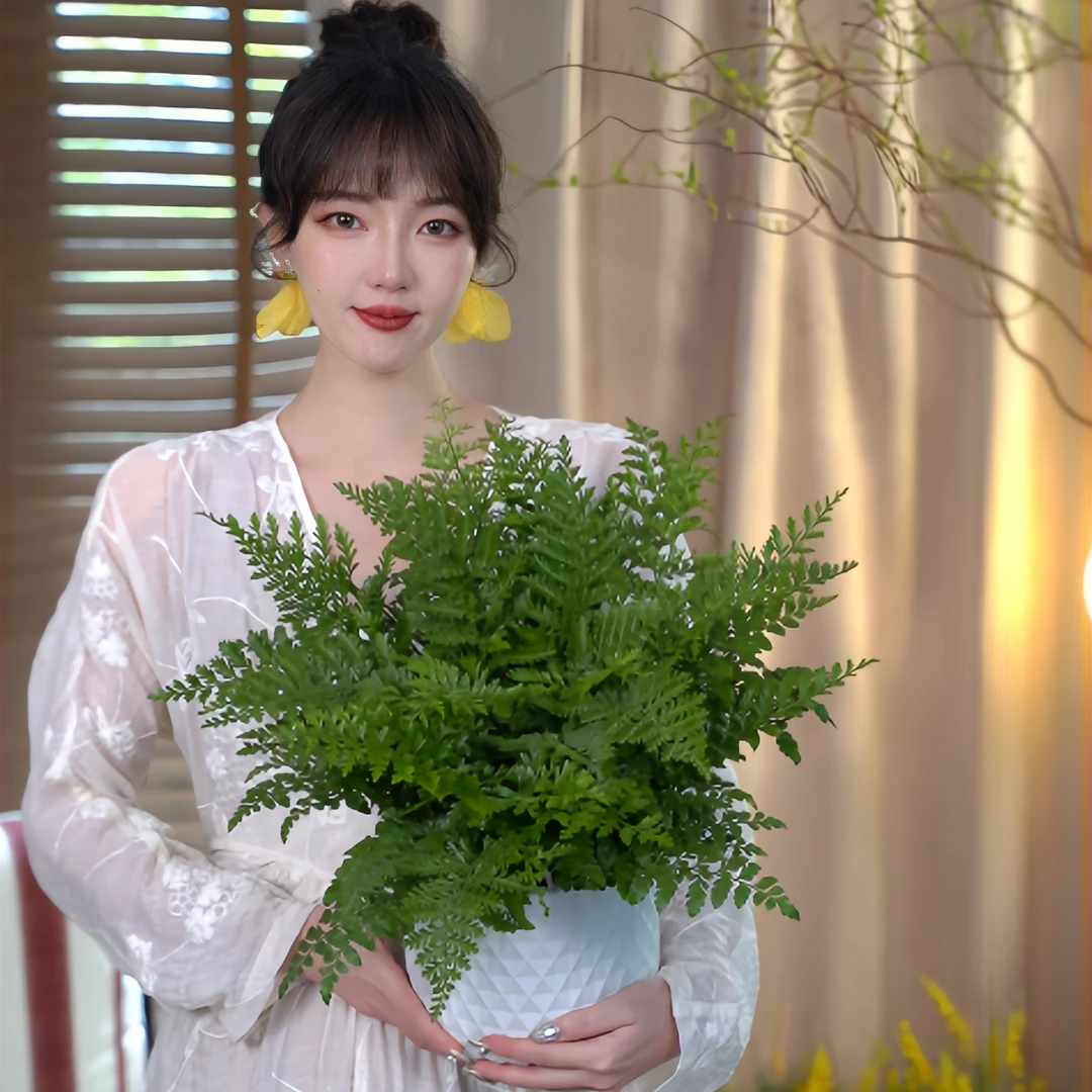 大盆吉姆蕨室内好养基地原盆耐阴绿植盆栽好养四季常青观叶植物花