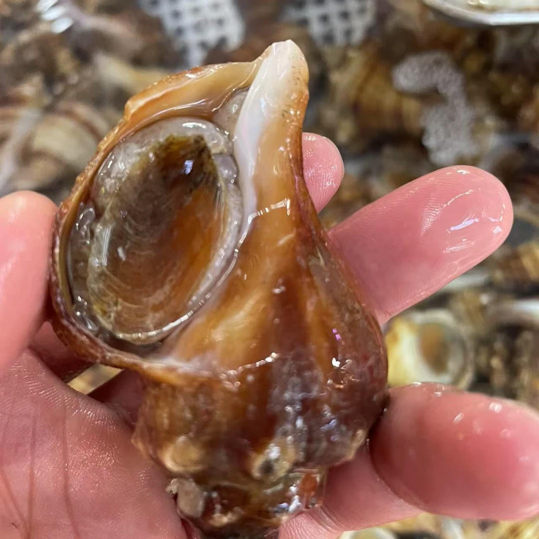 【大连】红油螺-鲜活