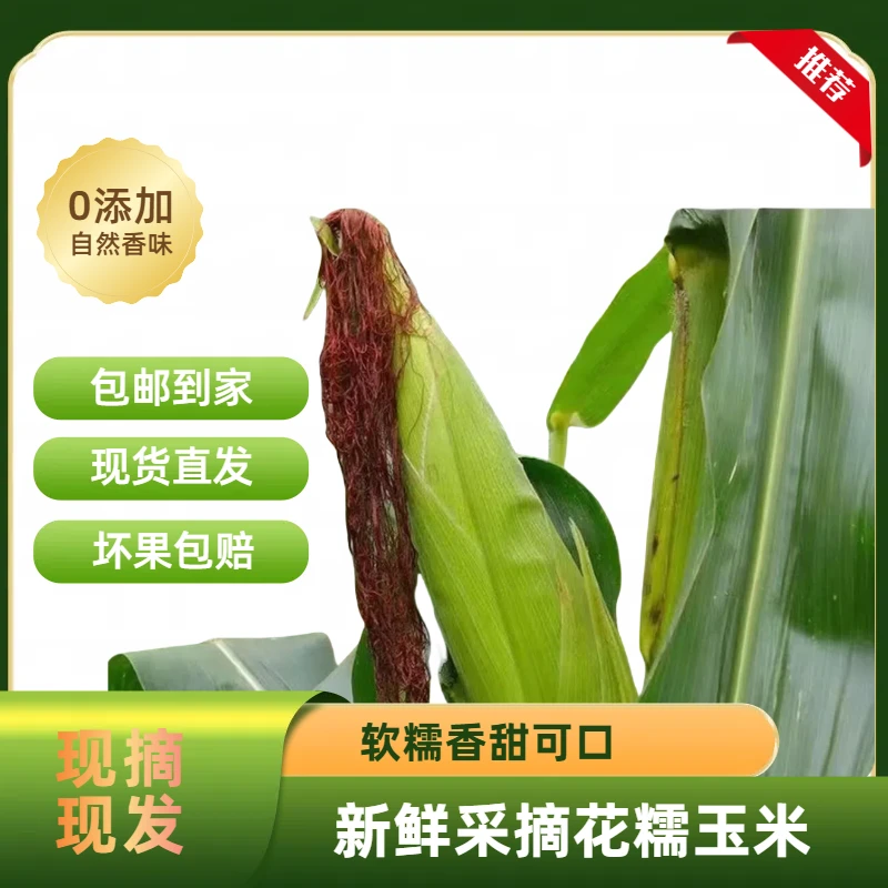 新鲜现摘甜糯玉米香甜可口当季粗粮早餐玉米原生包装带壳发货