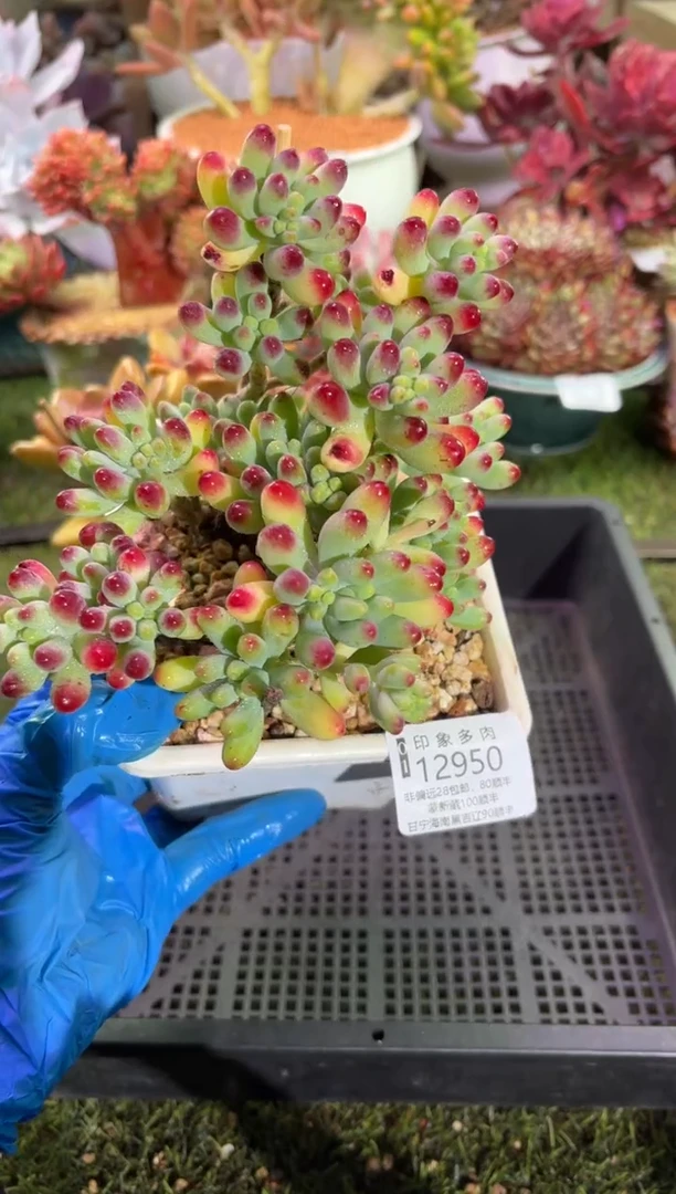 【闪购商品】12950