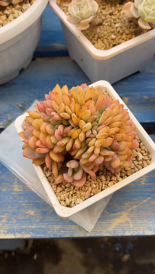 暮光之城缀  满20包邮发货