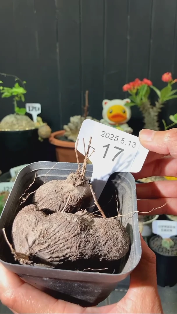 16号5.13 福利半球龟甲龙裸根