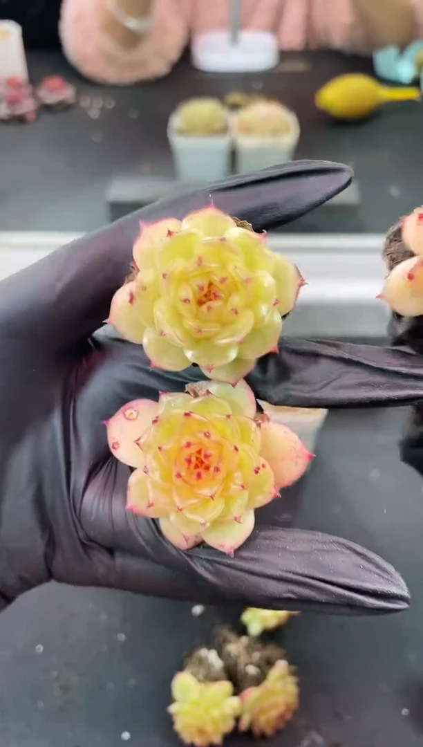 闪购1303 冰琉璃多肉一颗 3-3.5厘米