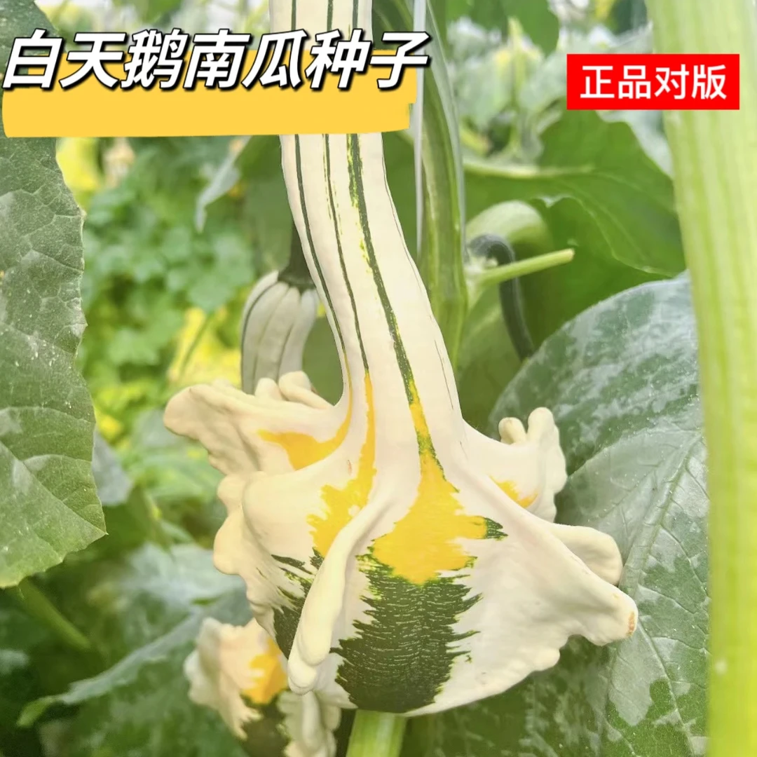 白天鹅南瓜种子观赏南瓜籽特色玩具小南瓜蔬菜庭院观赏四季迷你