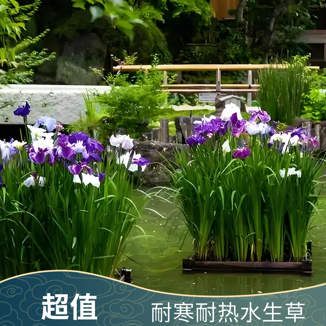 水生鸢尾裸根多年生耐寒耐热