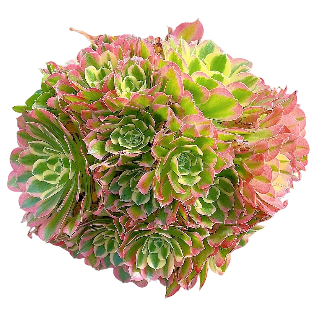 【雨花石法师一单包邮】星花怒放阳台露台办公绿植多肉栽种养护四季