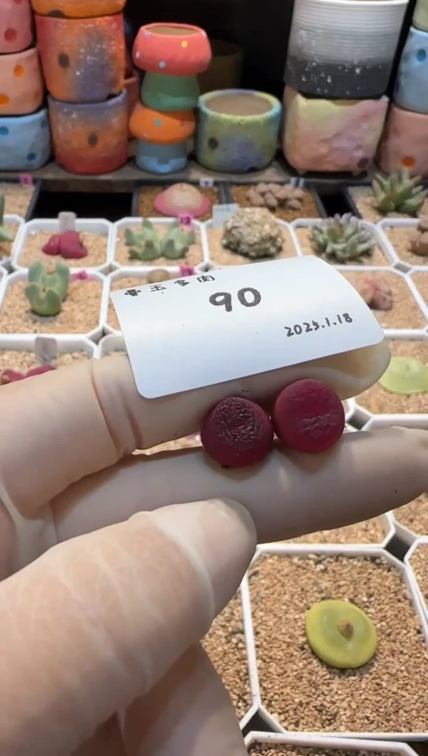 【闪购商品】25.1.18-90第一名