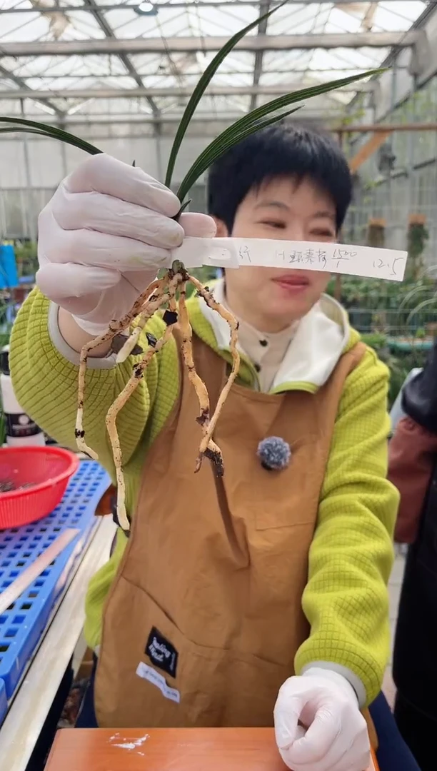 当前无花朵，栽培后可花朵三*行王氏素荷，，， 三人行