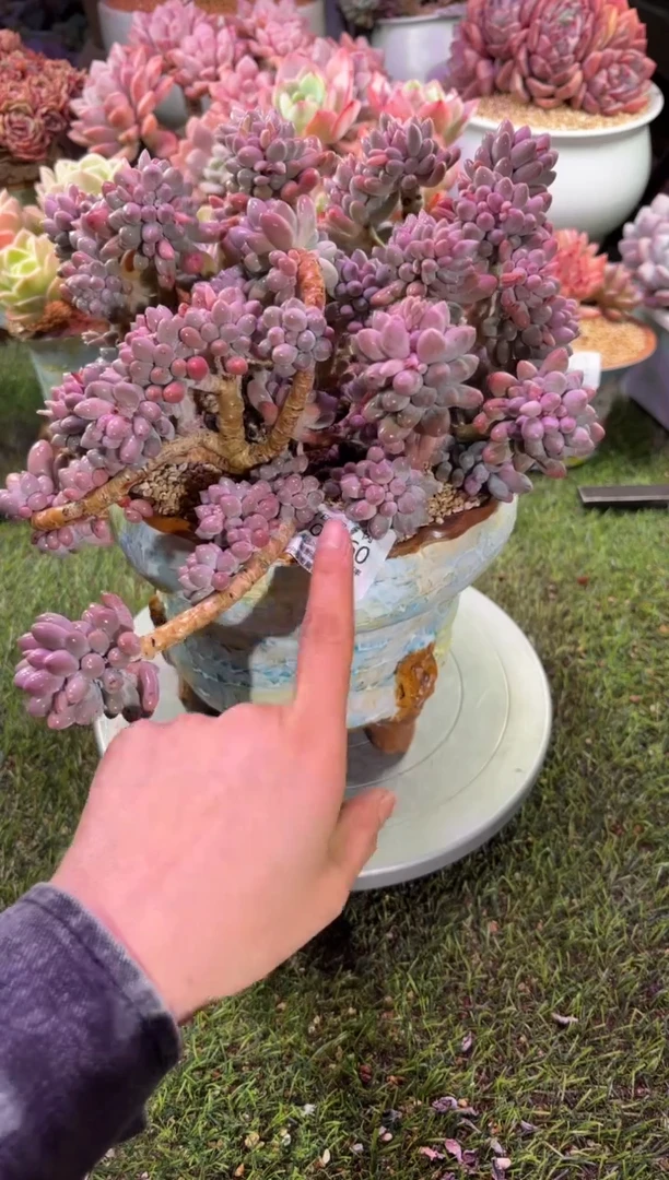 【闪购商品】07560