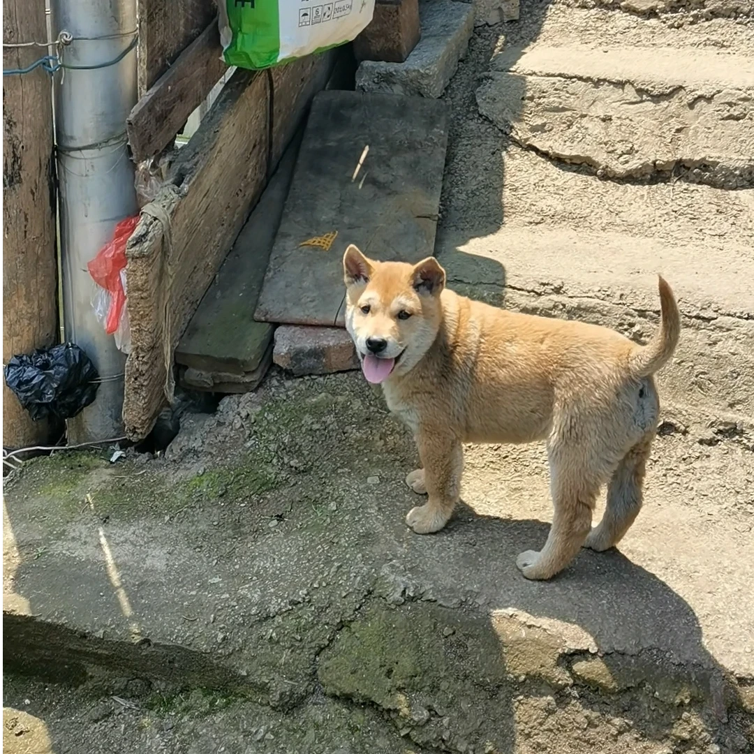 狗狗活体中华田园犬幼犬正宗田园大黄狗看家护院