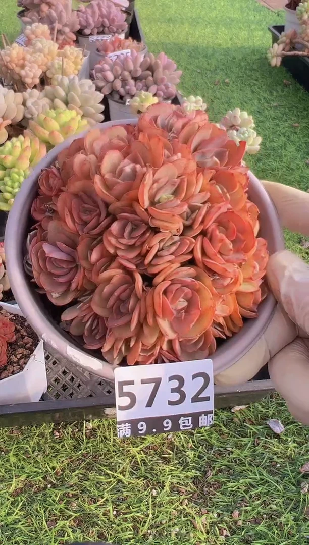 【闪购商品】信福多肉一物一拍