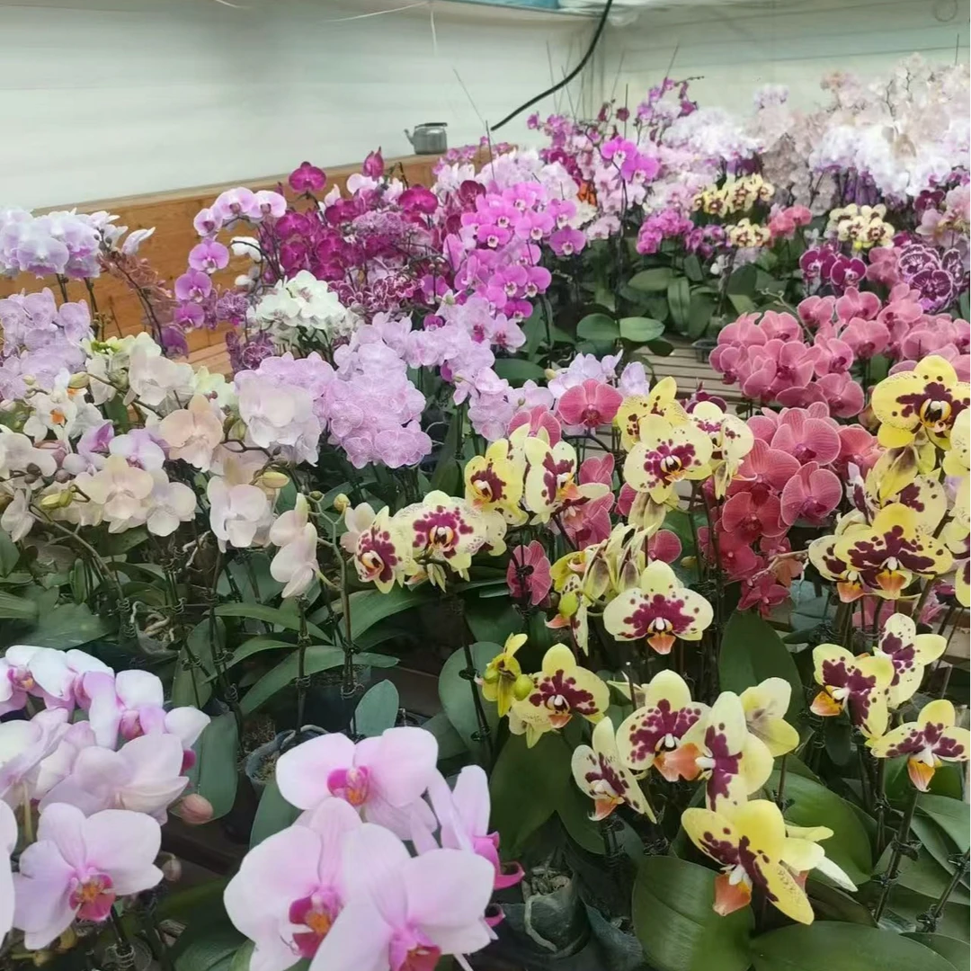 蝴蝶兰【盲盒小花】1颗颜色随机带花年宵花超长花期室内观花