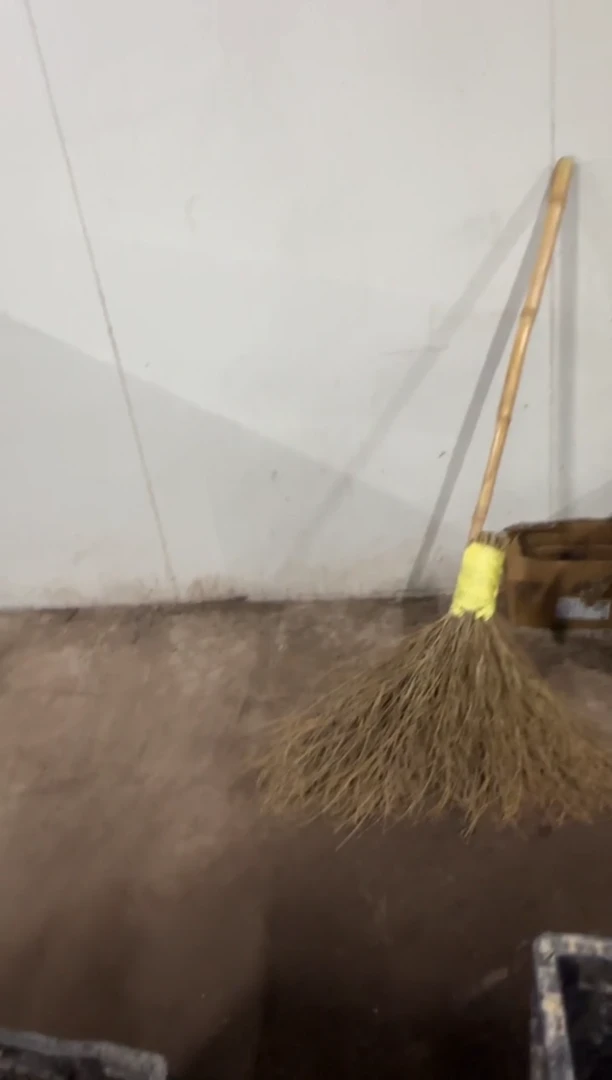 东**海59  东流入海  棉花糖