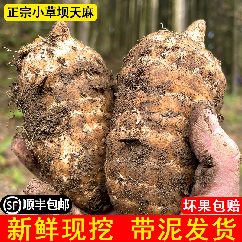 正宗云南昭通小草坝天麻新鲜当季现挖现新鲜天麻发炖鸡煲汤营养