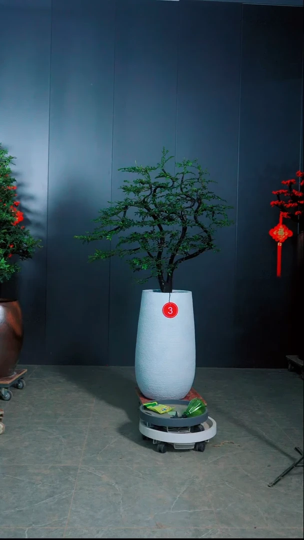 无花朵亚**泵小叶紫檀3号