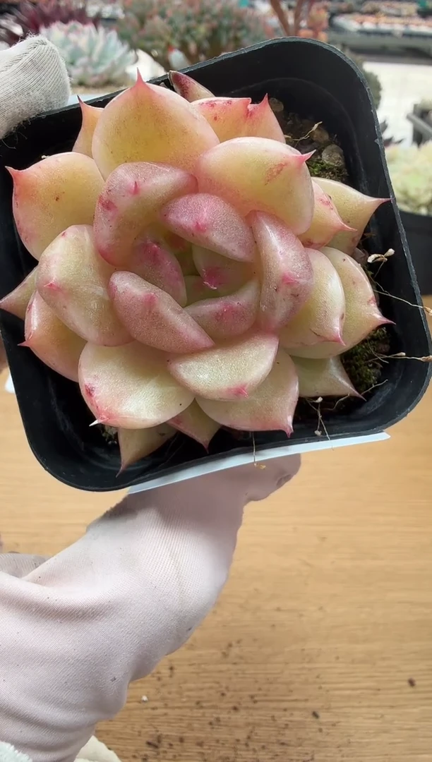 东云多肉园二店-49