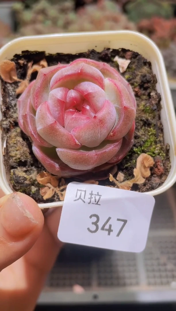 【闪购商品】347草莓爆珠带盆土发