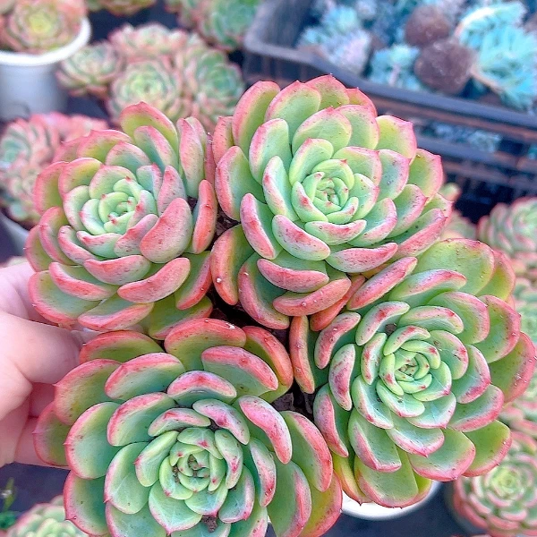 三文鱼 黄大锤多肉阳台露台植物栽种养护